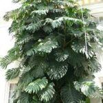 Monstera Deliciosa
